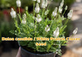Thuja occidentalis Seeds | Evergreen Privacy Hedge, Bonsai Conifer | Northern White Cedar, Eastern Arborvitae