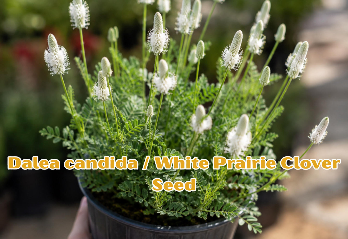 Thuja occidentalis Seeds | Evergreen Privacy Hedge, Bonsai Conifer | Northern White Cedar, Eastern Arborvitae