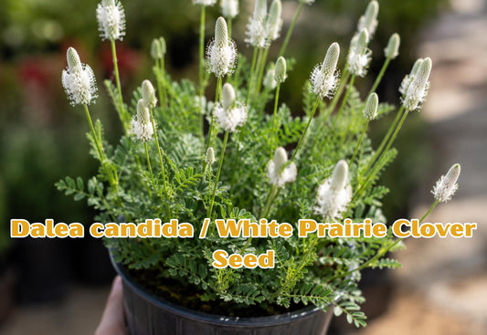 Thuja occidentalis Seeds | Evergreen Privacy Hedge, Bonsai Conifer | Northern White Cedar, Eastern Arborvitae