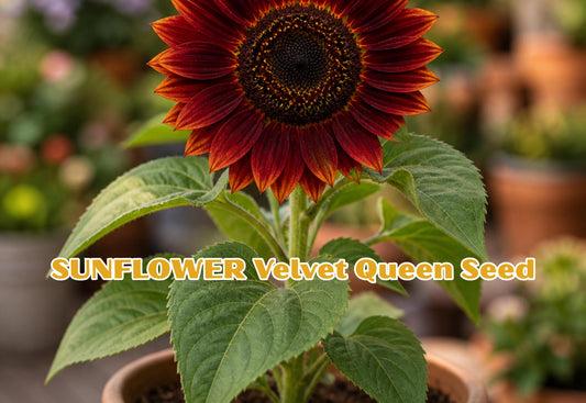 Crackerjack African Marigold Seeds | Tall Orange Yellow Tagetes Erecta Flower | 100 Seeds for Garden Beds, Borders, Containers