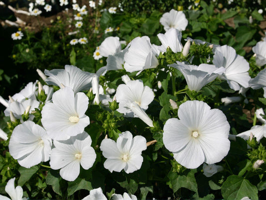 Dwarf White Rose Mallow Seeds – Lavatera trimestris, Cottage Garden Flowers, Pollinator-Friendly Annuals for Borders & Containers
