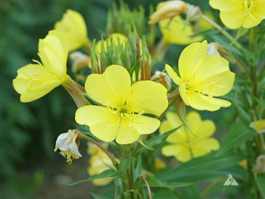 Evening Primrose Seeds – Oenothera lamarckiana Wildflower for Pollinator Gardens, Cottage & Meadow Planting