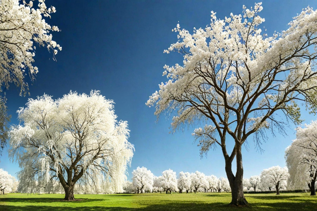 White Willow Cutting – Salix alba – Silver Foliage, Ornamental Tree, Propagation Starter Plant