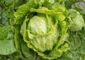 Organic Iceberg Crisphead Lettuce Seeds | Vegetable Seeds for Garden Planting | Dense Green Heads Salad Greens