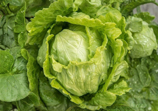 Organic Iceberg Crisphead Lettuce Seeds | Vegetable Seeds for Garden Planting | Dense Green Heads Salad Greens