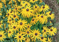 Black Eyed Susan Seeds, Wildflower Seeds for Garden, Bright Golden Yellow Blooms, Butterfly & Pollinator Friendly, Rudbeckia hirta