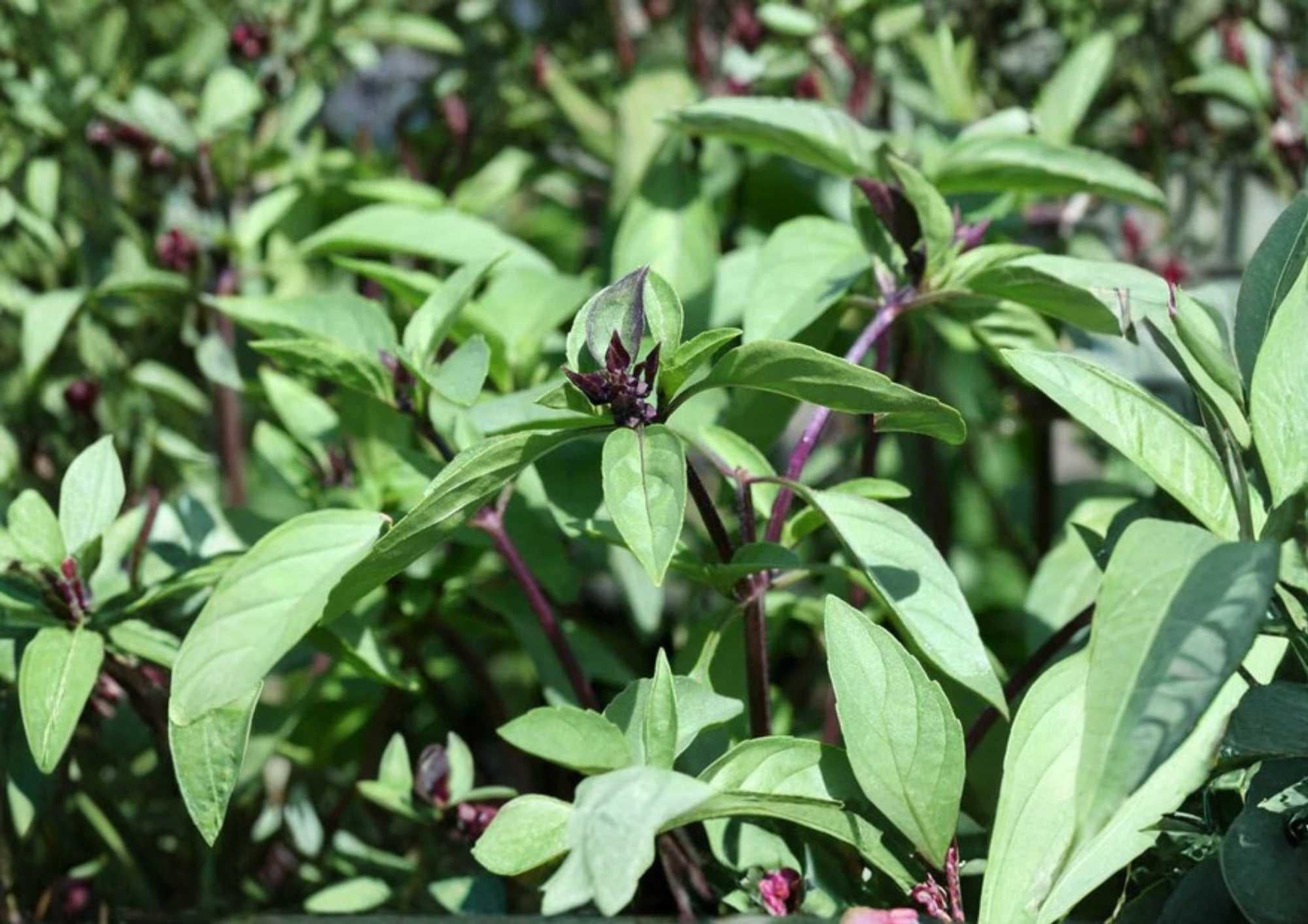 600+ Cinnamon Basil Seeds Heirloom Herb Seeds for Garden, Culinary, Tea, Pollinator Friendly, Aromatic Leaves, Ocimum basilicum