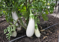 Casper White Eggplant Seeds – Heirloom Non-GMO Gourmet Vegetable Seeds for Garden Planting, Smooth Ivory Fruits