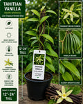Tahitian Vanilla Live Vine 12–24 Inches, Vanilla tahitensis, Fragrant Climbing Orchid Plant for Containers & Gardens