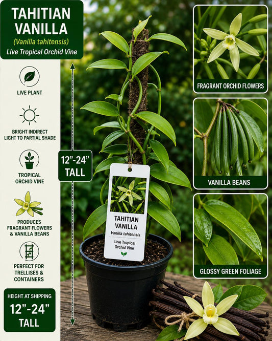 Tahitian Vanilla Live Vine 12–24 Inches, Vanilla tahitensis, Fragrant Climbing Orchid Plant for Containers & Gardens