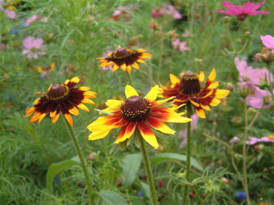 Gloriosa Daisy Seeds – Rudbeckia hirta ‘Gloriosa’ Wildflower for Pollinator Gardens & Cottage Landscapes