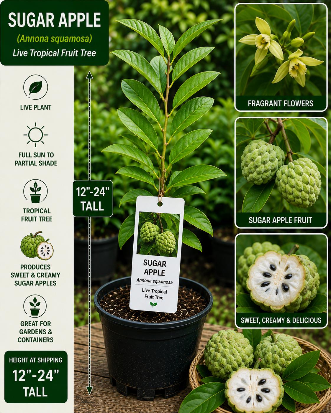 Live Sugar Apple Tree, 12–24 Inches, Annona squamosa, Tropical Fruit Tree for Garden, Patio, or Container Cultivation