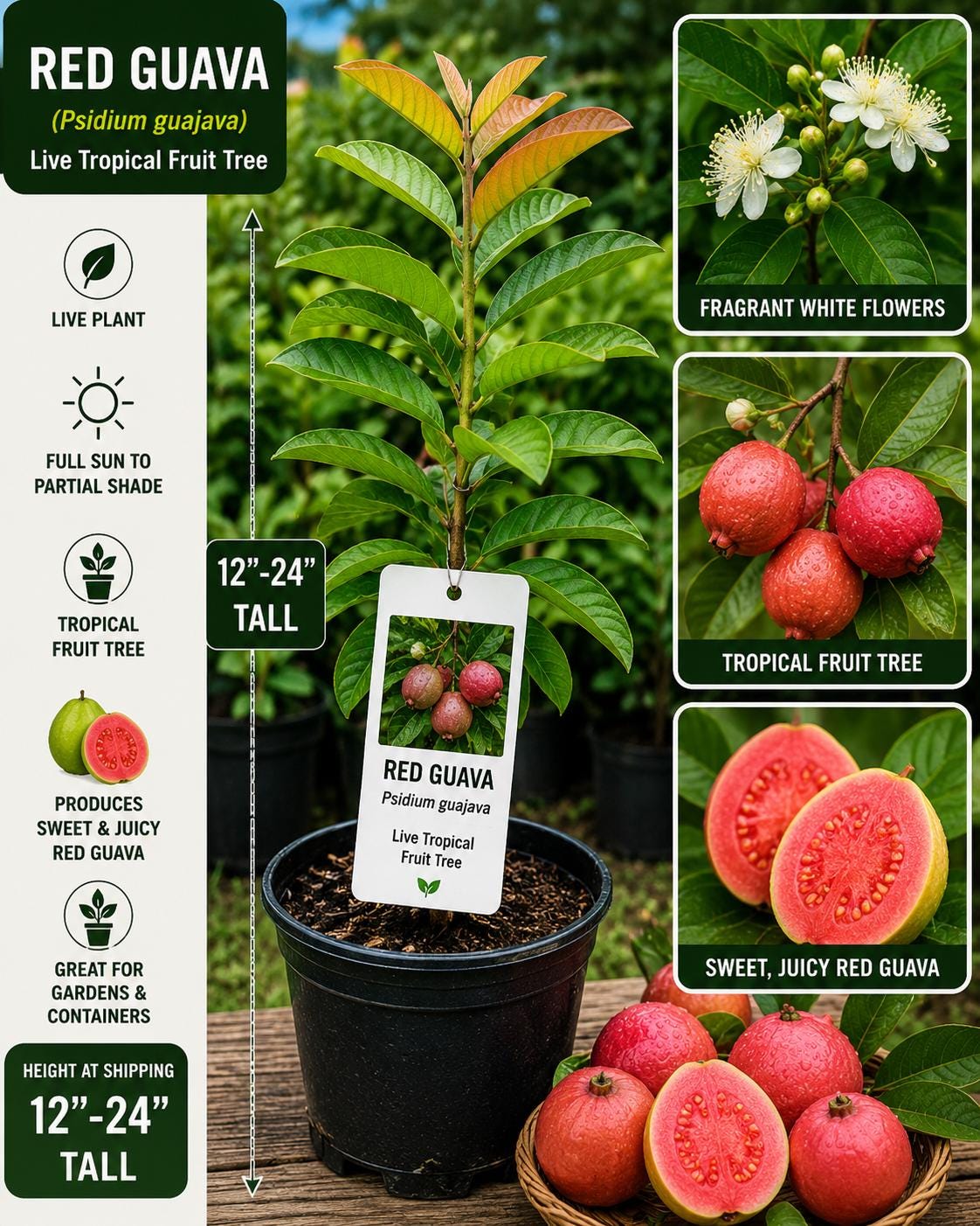 Red Guava Live Fruit Tree – 12–24 Inch Starter Plant, Psidium guajava, Tropical Fruit Tree for Garden or Container Cultivation