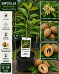 Live Sapodilla Fruit Tree – 12-24 Inch Manilkara zapota Tropical Evergreen Starter Plant