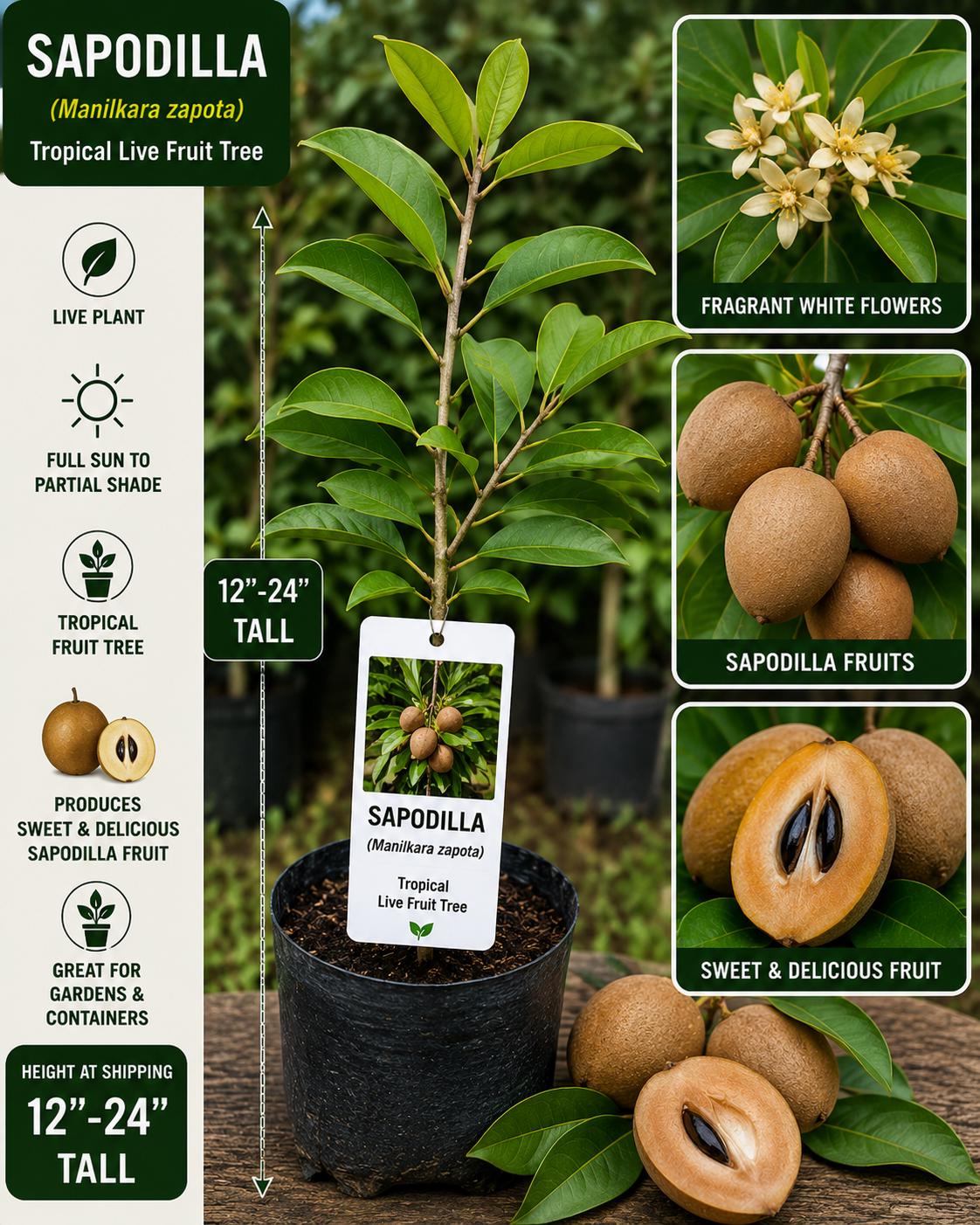 Live Sapodilla Fruit Tree – 12-24 Inch Manilkara zapota Tropical Evergreen Starter Plant