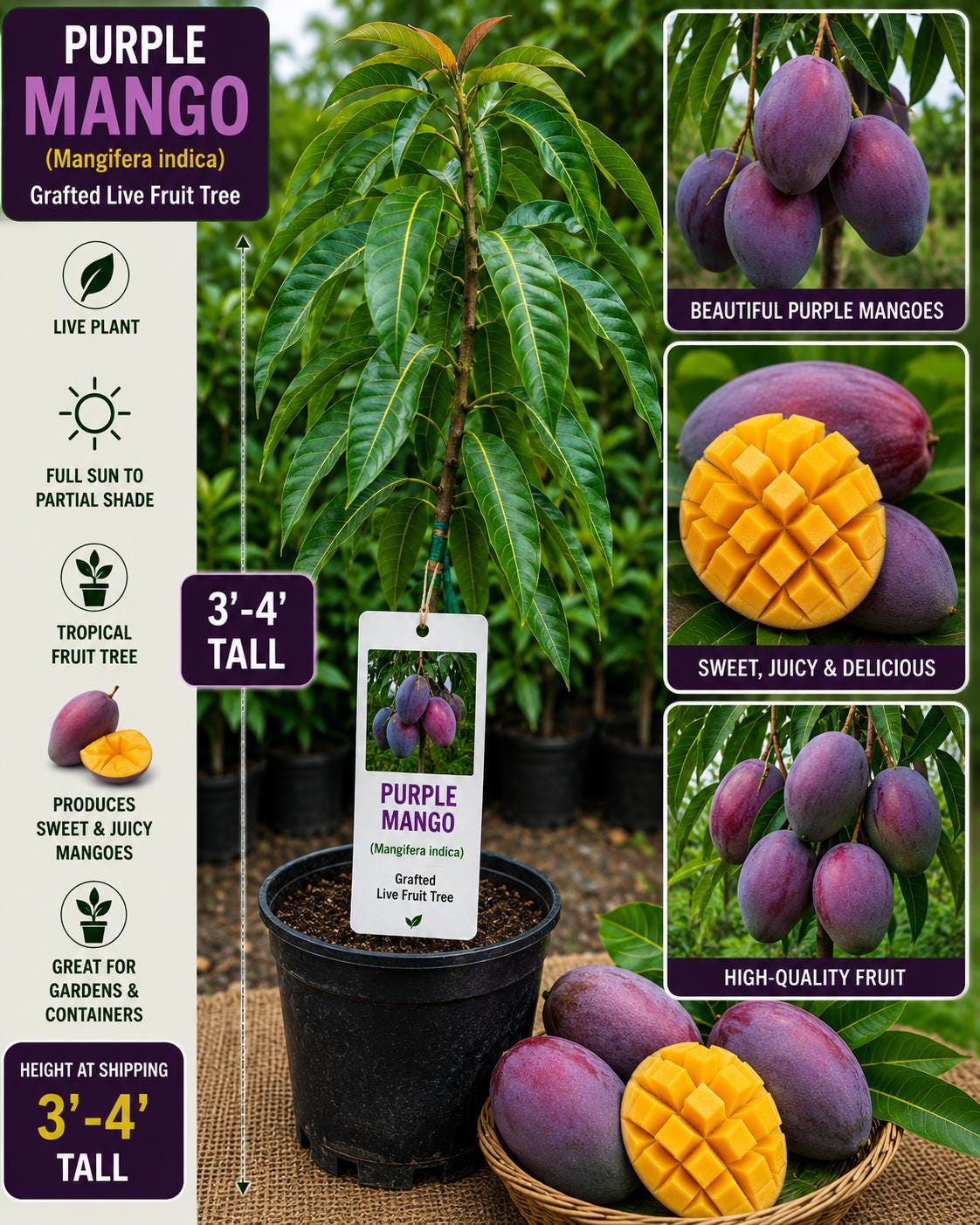 Purple Mango Live Fruit Tree – 3–4 Feet Tall – Mangifera indica – Tropical Grafted Edible Tree for Backyard or Container Cultivation