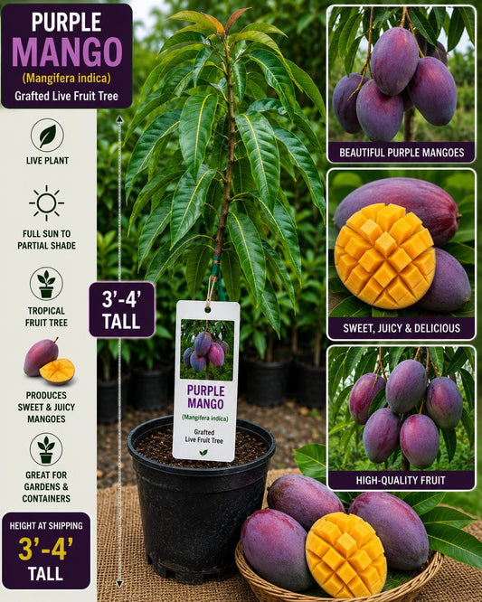Purple Mango Live Fruit Tree – 3–4 Feet Tall – Mangifera indica – Tropical Grafted Edible Tree for Backyard or Container Cultivation