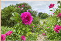 Rugosa Rose Seedling – Rosa rugosa Hardy Flowering Shrub for Garden Beds & Landscape