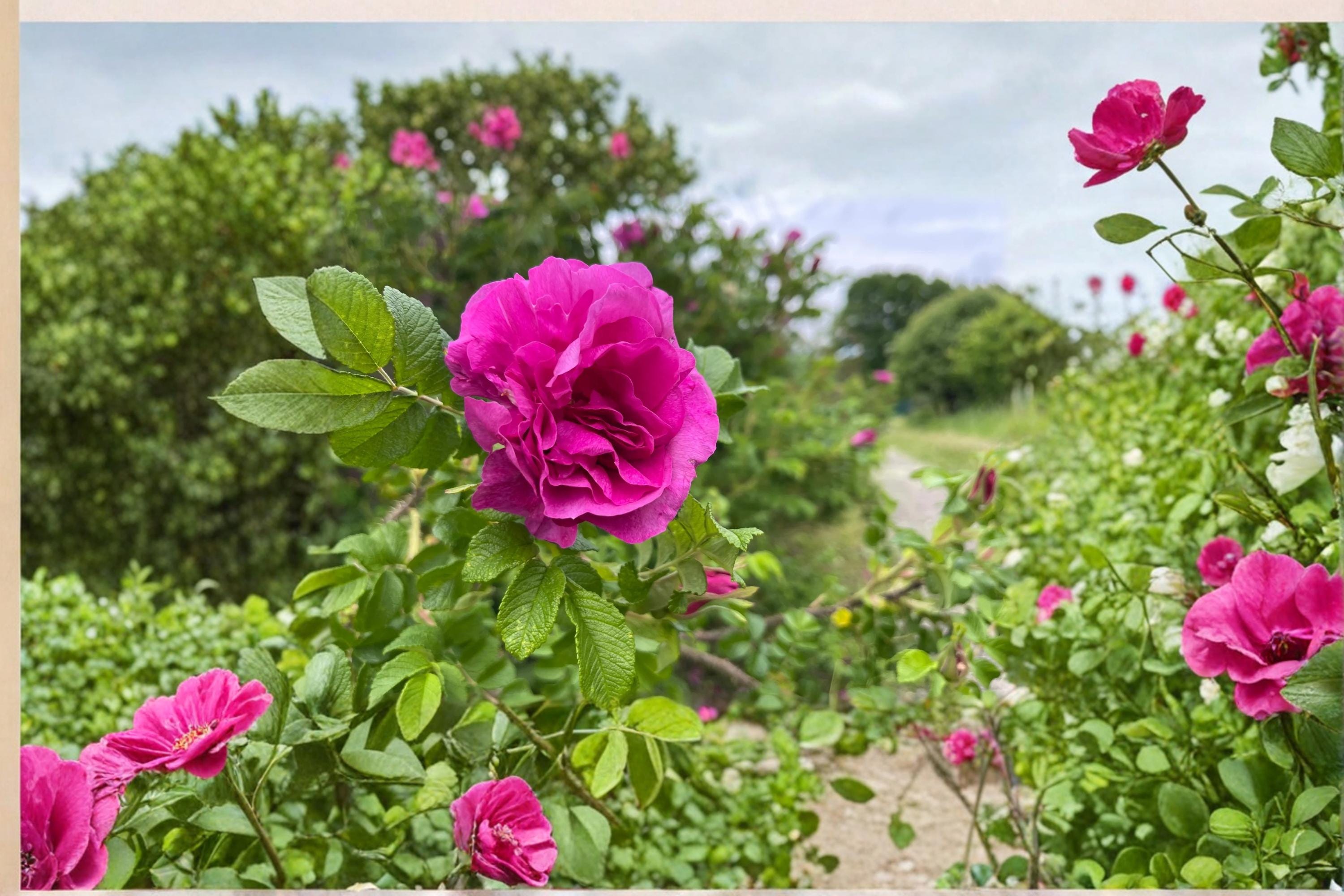 Rugosa Rose Seedling – Rosa rugosa Hardy Flowering Shrub for Garden Beds & Landscape