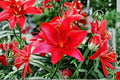 Lucifer Canna Lily Bulbs – Canna indica – Red Tropical Flowering Plant for Garden Beds & Borders