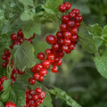 Red Currant Live Plants Starter – Ribes rubrum, Edible Fruit Shrub, 2 Young Plants for Garden or Landscape