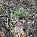 Candy Sweet Onion Starter Plants – Allium cepa, 30 Live Onion Plants for Home Garden, Mild-Flavored Bulb Vegetables