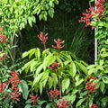 Red Buckeye Live Plant Bare Root – Aesculus pavia, Deciduous Shrub or Small Tree, Red Tubular Flowers, 16+ Inches