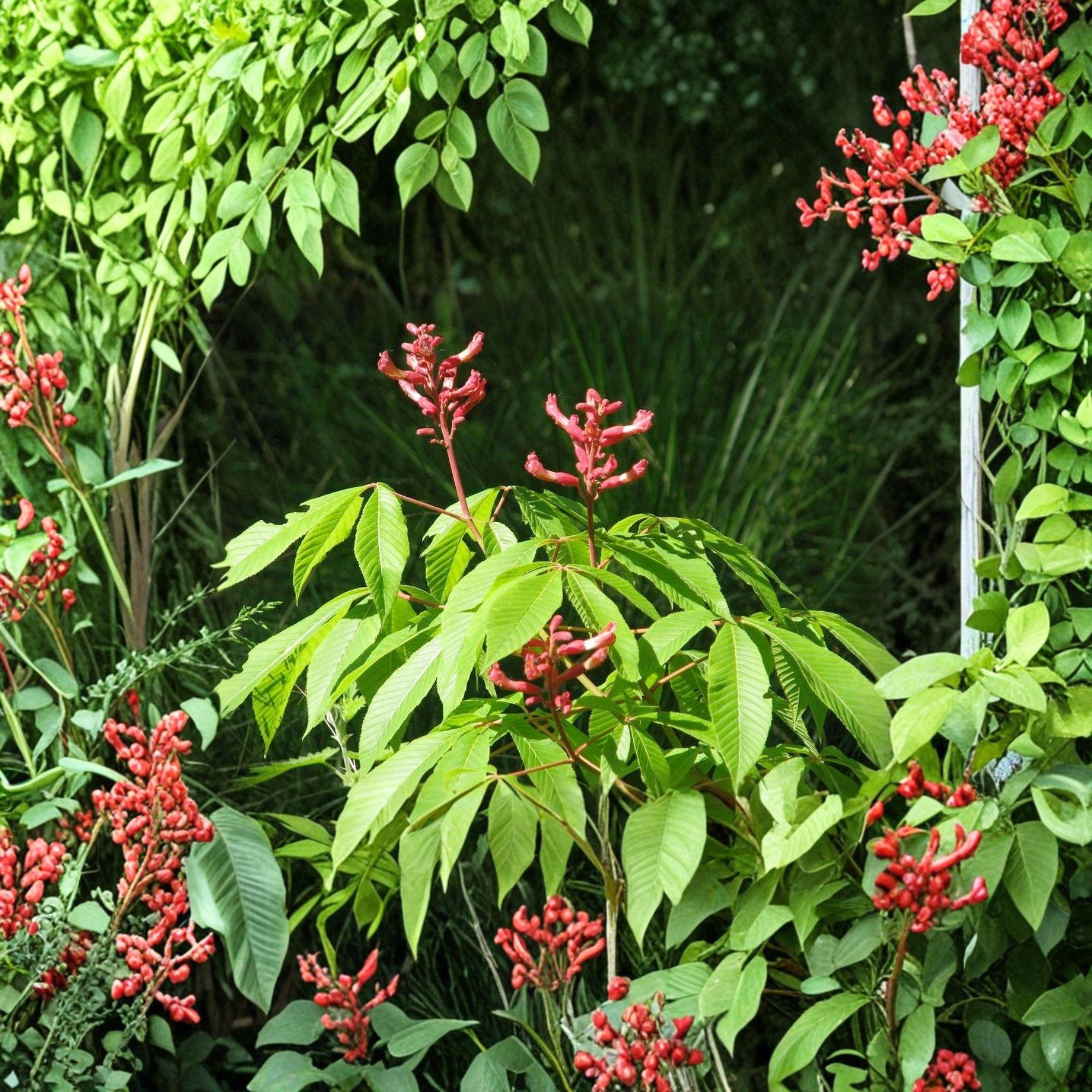 Red Buckeye Live Plant Bare Root – Aesculus pavia, Deciduous Shrub or Small Tree, Red Tubular Flowers, 16+ Inches