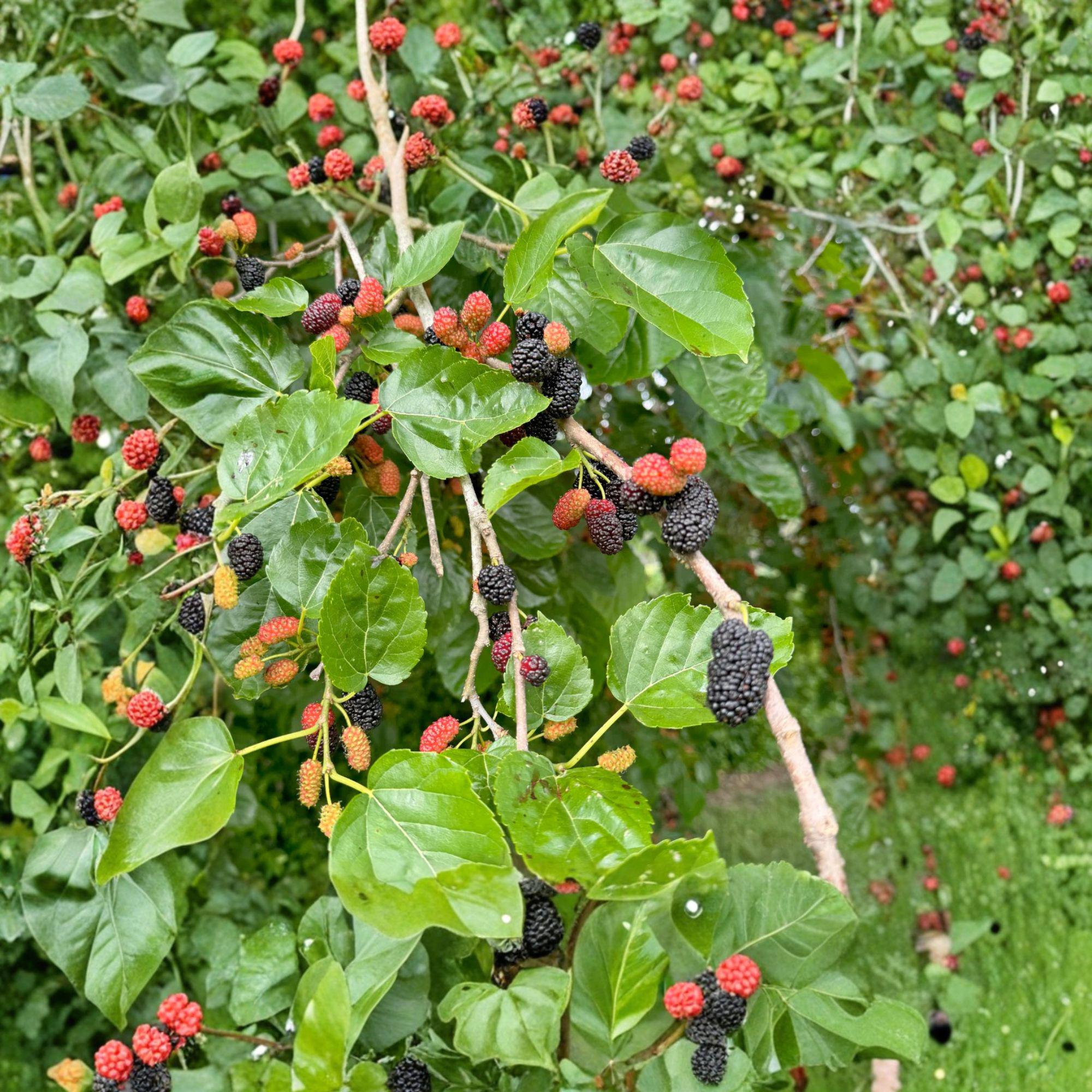Red Mulberry Cuttings – Unrooted 12 Pack – Morus rubra Fruit Tree for Propagation, Edible Landscape
