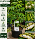 Ice Cream Bean Live Fruit Tree – Inga edulis – Tropical Edible Tree, 12–24 Inches Tall, Evergreen, Fast-Growing, Unique Fruit Plant