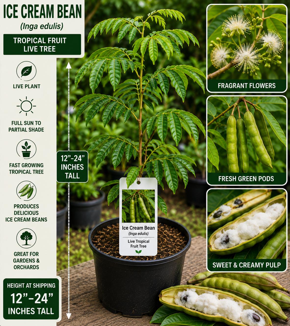 Ice Cream Bean Live Fruit Tree – Inga edulis – Tropical Edible Tree, 12–24 Inches Tall, Evergreen, Fast-Growing, Unique Fruit Plant