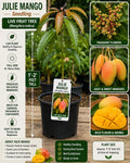 Julie Mango Seedling – 1-2 Feet Tall – Mangifera indica Tropical Fruit Tree for Backyard Orchard and Edible Landscape