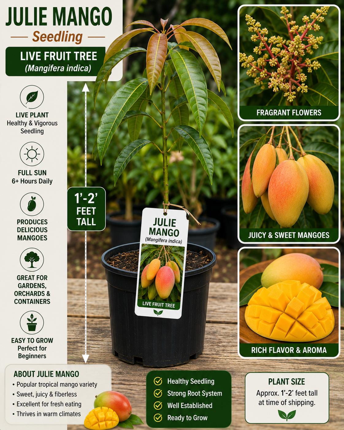 Julie Mango Seedling – 1-2 Feet Tall – Mangifera indica Tropical Fruit Tree for Backyard Orchard and Edible Landscape