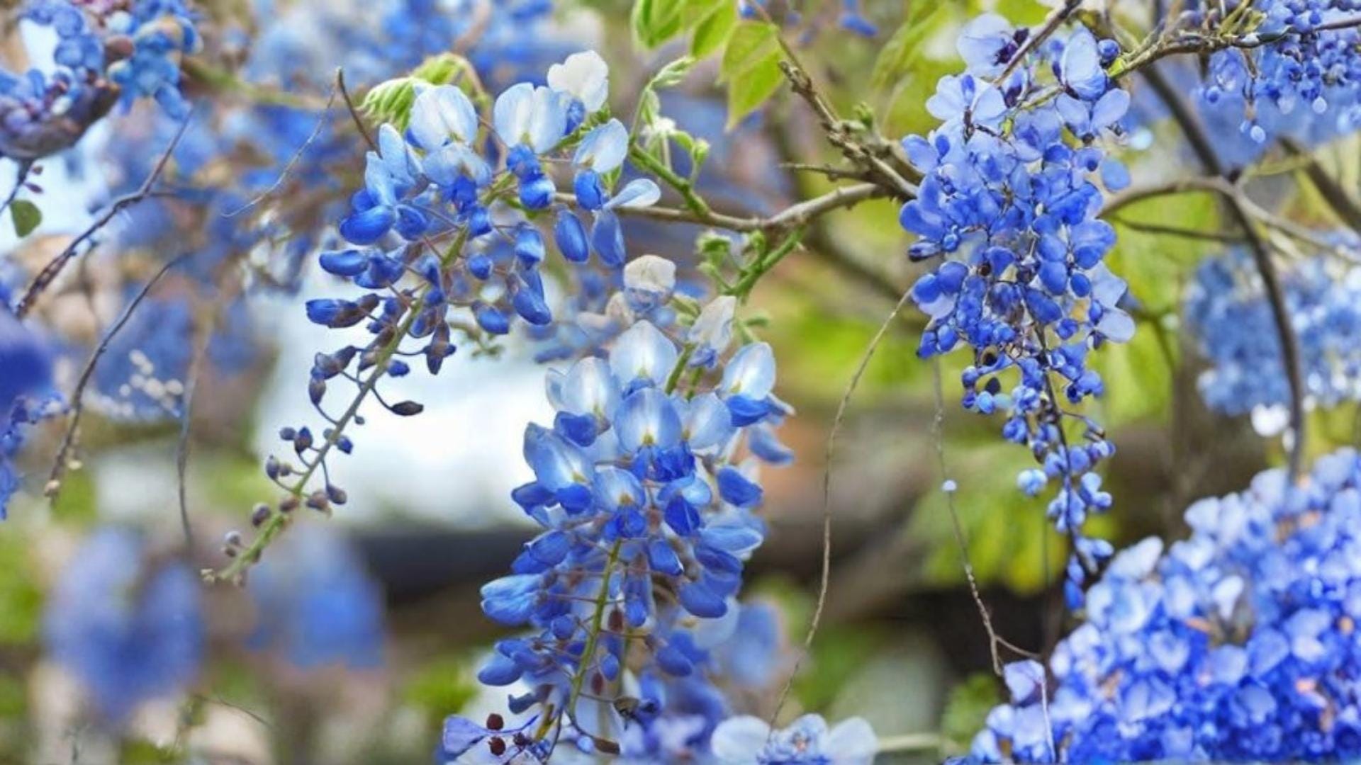 Blue Moon Wisteria Seedling – Wisteria macrostachya, Purple-Blue Flowering Climber, Hardy Garden Vine