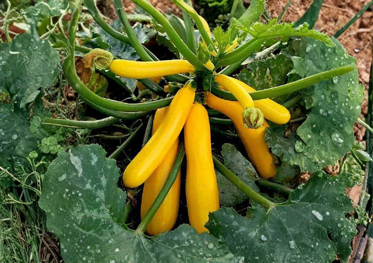Yellow Crookneck Squash Seeds – Heirloom Non-GMO Vegetable Seeds for Garden Planting, Bright Yellow, High Yield