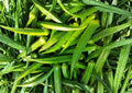 50+ Perkins Long Pod Okra Seeds – Heirloom Non-GMO Vegetable Seeds for Garden Planting, Extra Long Tender Green Pods, High Yield Variety