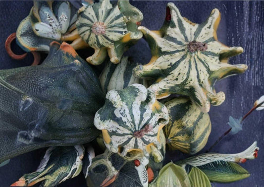 Crown of Thorns Gourd Seeds - Heirloom Non-GMO Ornamental Squash for Garden, Colorful Spiny Decorative Fruit