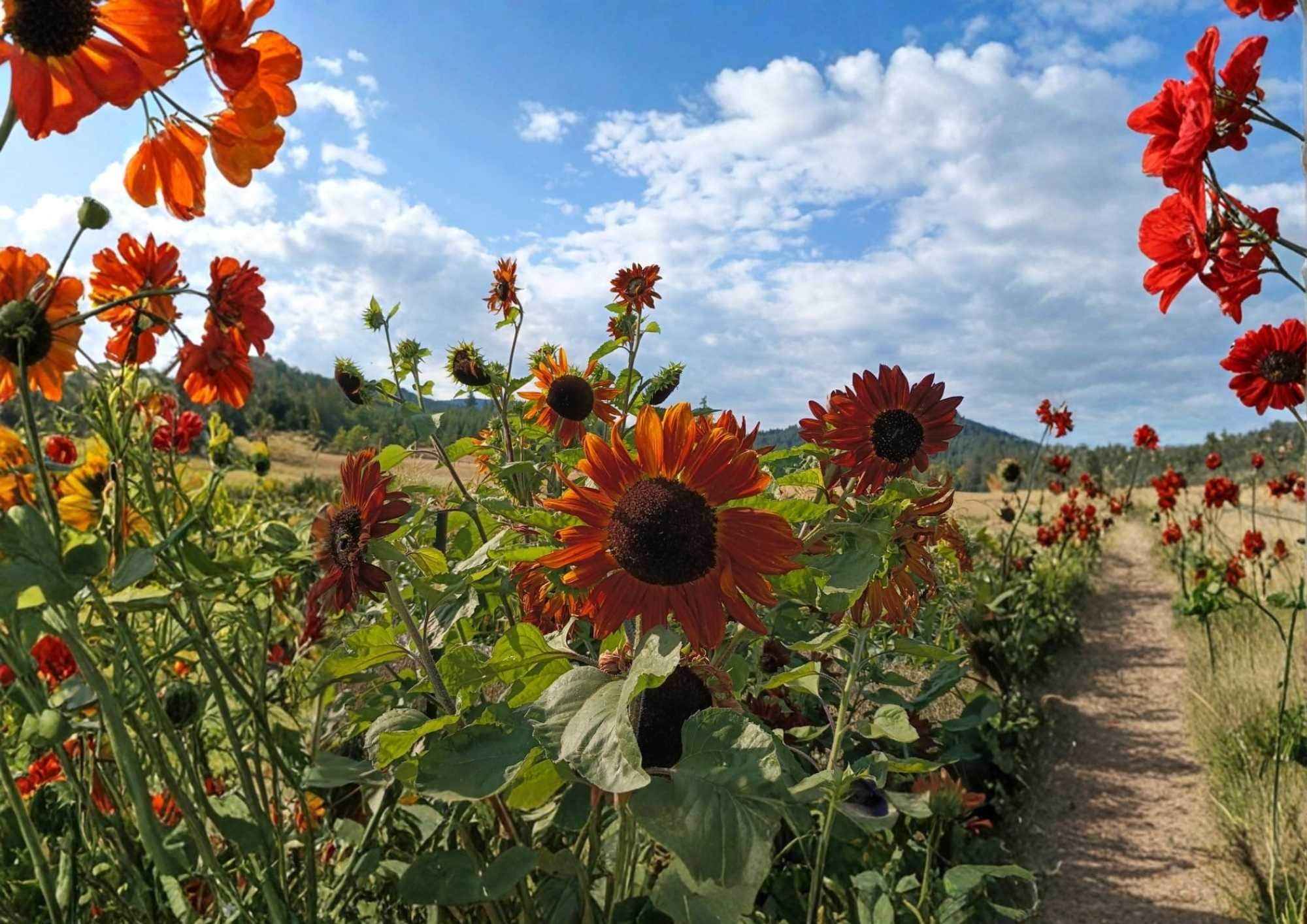 Heirloom Sunflower Seeds 50+ Earthwalker Variety Colorful Bronze Red Gold Pollinator Garden Planting