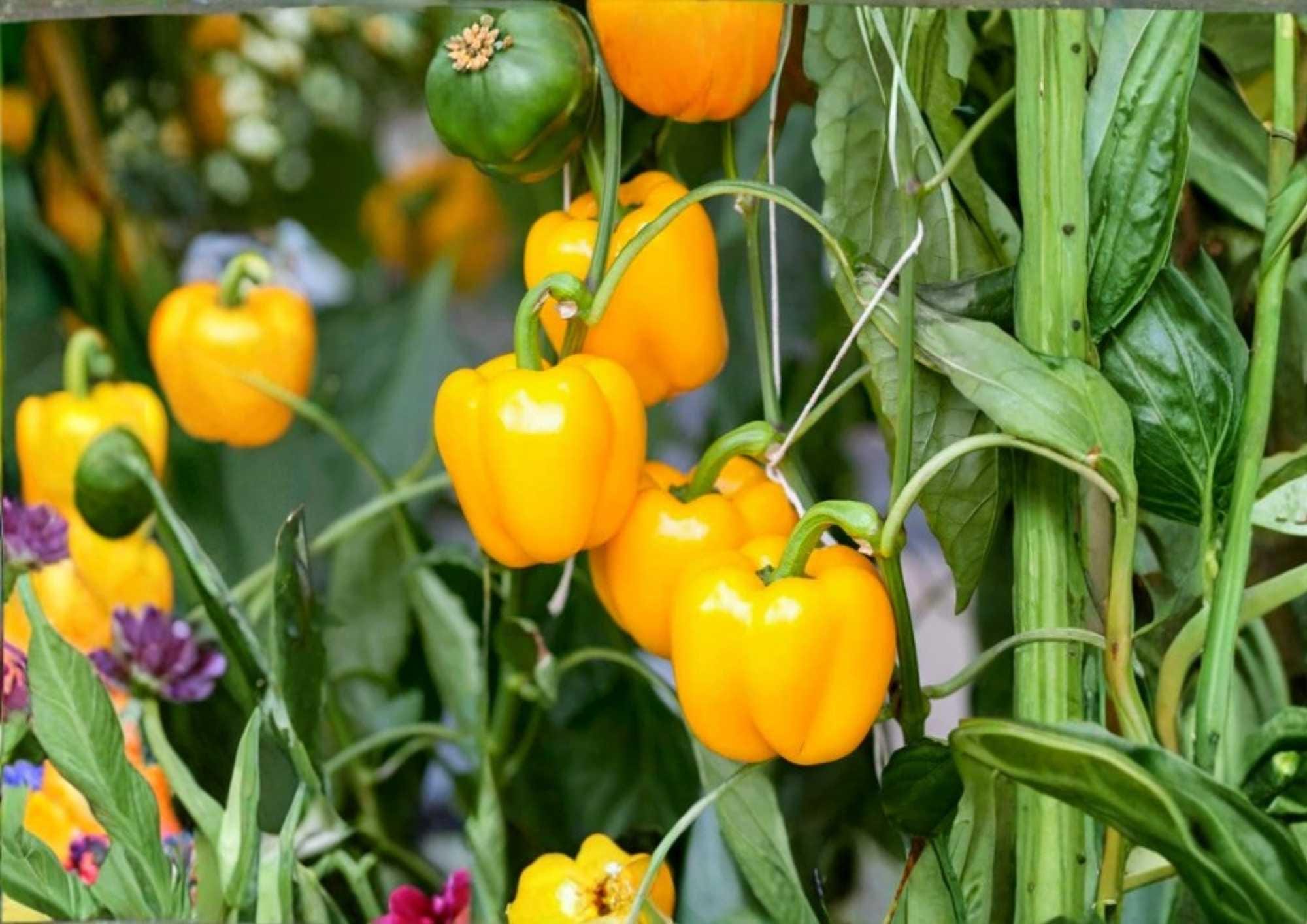Orange Sun Sweet Bell Pepper Seeds - Heirloom Non-GMO Vegetable Seeds for Garden, Bright Orange, Thick Walls, High Yield