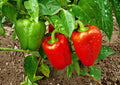 Giant Keystone Resistant Heirloom Sweet Bell Pepper Seeds – Large Blocky Green to Red Fruits for Garden Planting