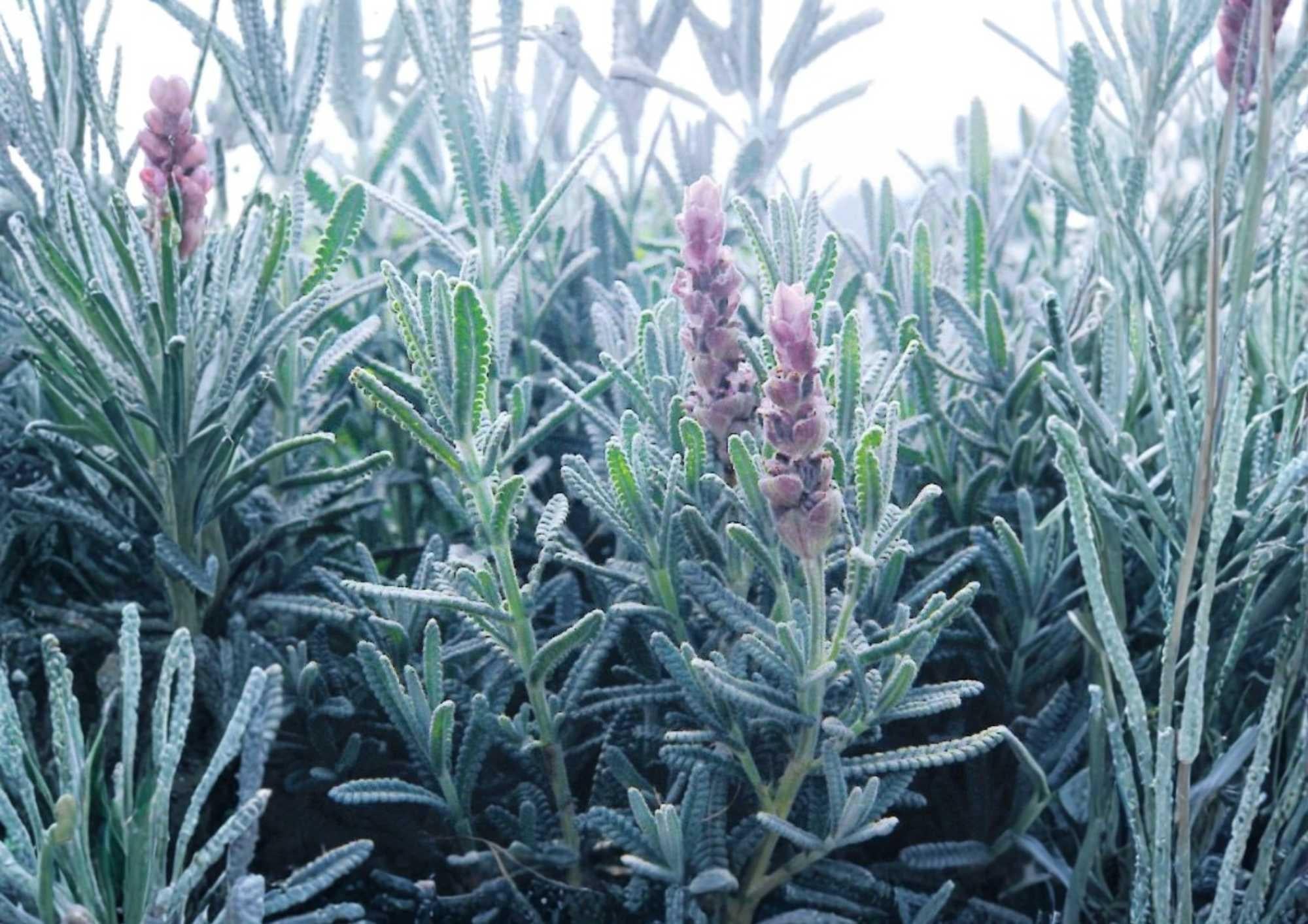 Lavender Vera Seeds – Heirloom Herb Flower Seeds for Garden, Fragrant Purple Blooms, Pollinator Friendly, Aromatic Scent, 200+ Seeds