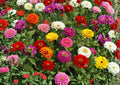 Zinnia Dwarf Thumbelina Mix Flower Seeds for Garden, Colorful Compact Blooms, Attracts Pollinators, Cut Flowers, 200+ Seeds