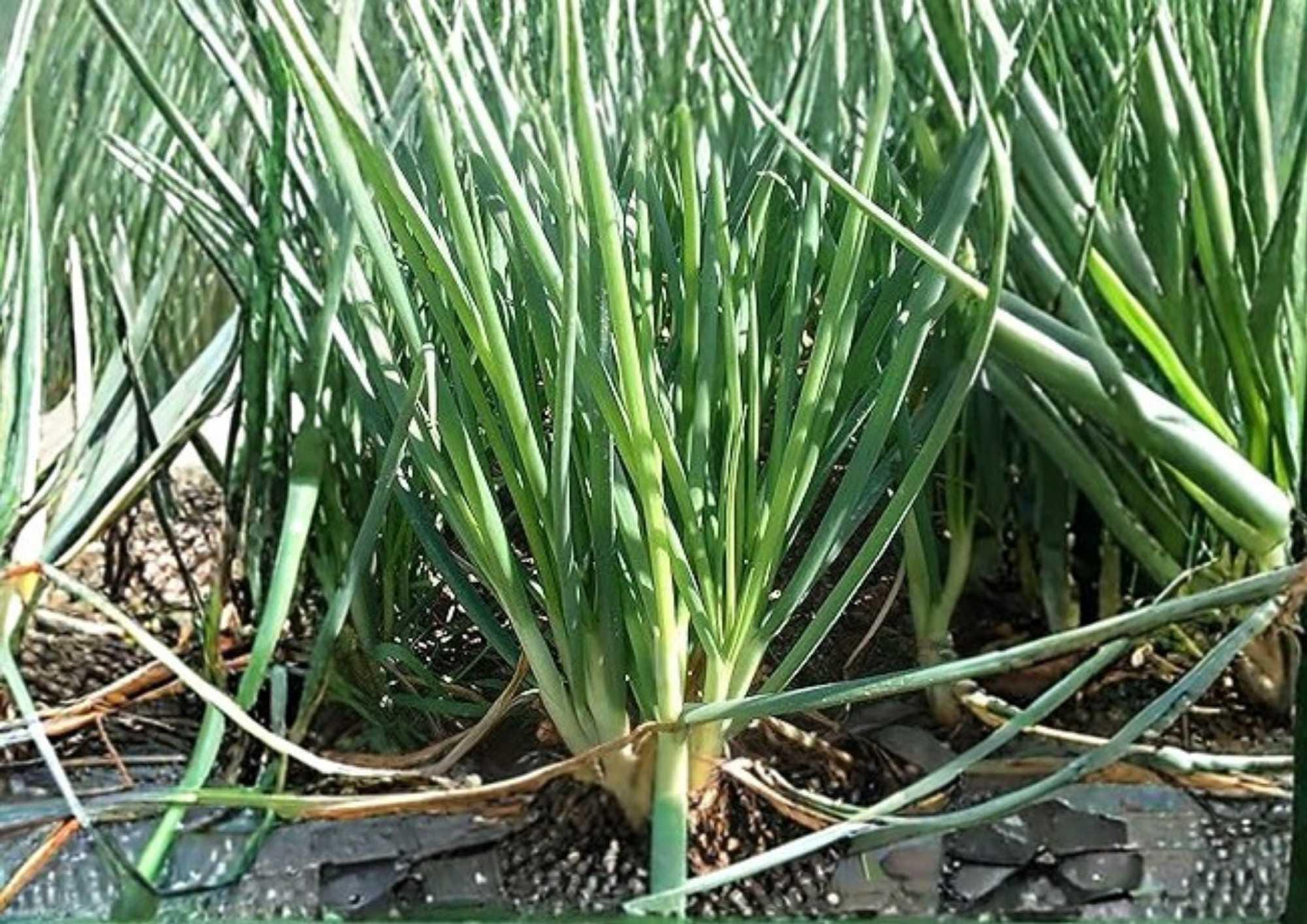250 Large American Flag Leek Seeds – Heirloom Non-GMO Vegetable Seeds for Garden Planting, Long White Stalks, Mild Onion Flavor, Allium porrum
