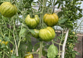 Cherokee Green Tomato Seeds, Heirloom Non-GMO, Large Green Beefsteak, Vegetable Seeds for Garden Planting