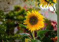 Mammoth Grey Stripe Sunflower Seeds – Giant Tall Flower Seeds for Garden, Large Heads, Pollinator Friendly, Helianthus annuus