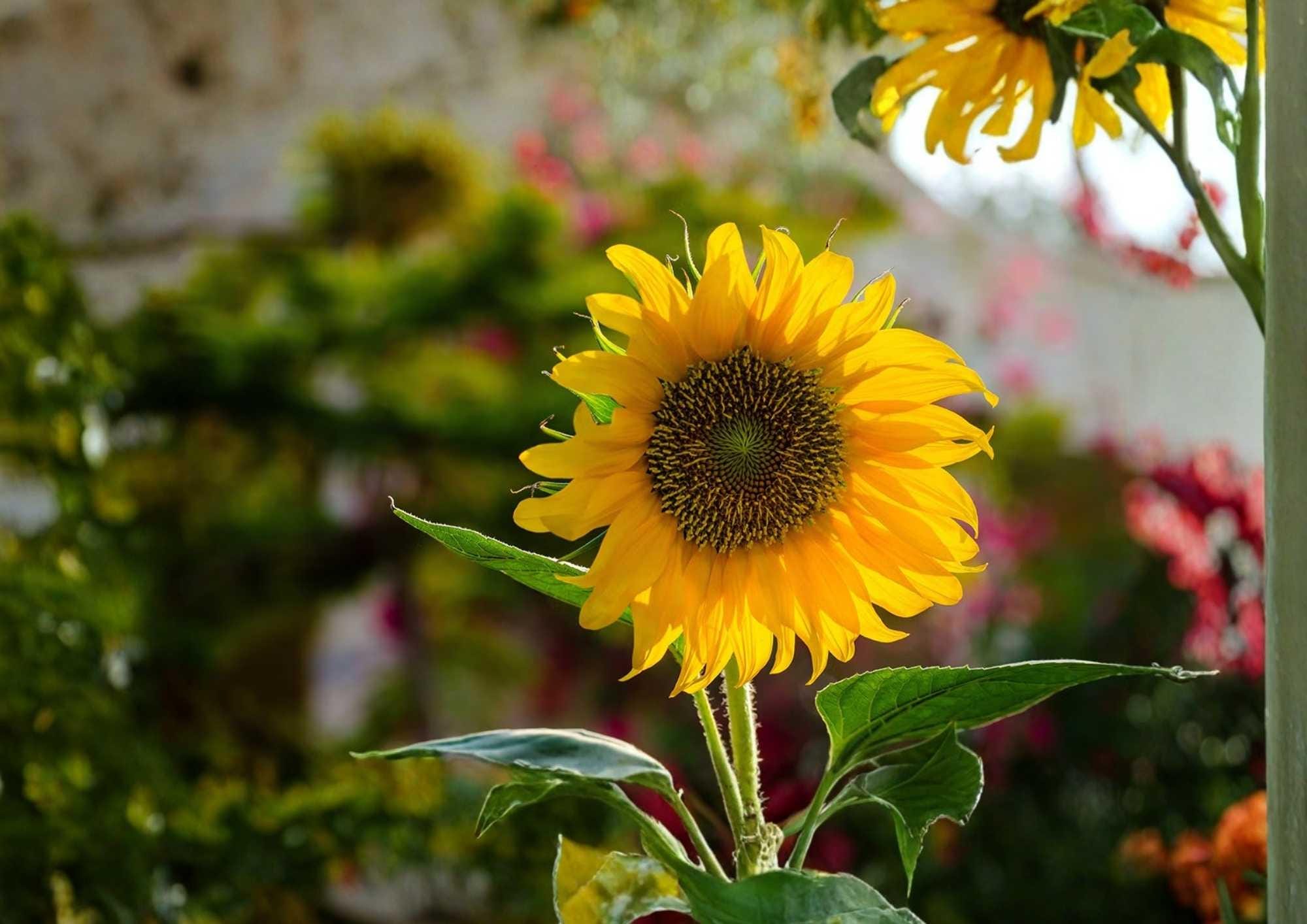 Mammoth Grey Stripe Sunflower Seeds – Giant Tall Flower Seeds for Garden, Large Heads, Pollinator Friendly, Helianthus annuus