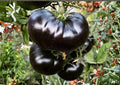 Cherokee Purple Tomato Seeds, Heirloom Non-GMO, Large Dark Pink Purple Beefsteak, Vegetable Seeds for Garden Planting