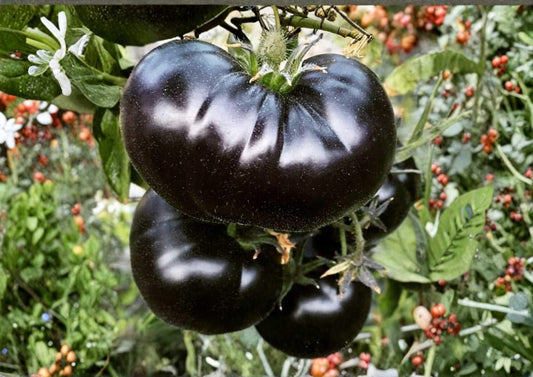 Cherokee Purple Tomato Seeds, Heirloom Non-GMO, Large Dark Pink Purple Beefsteak, Vegetable Seeds for Garden Planting