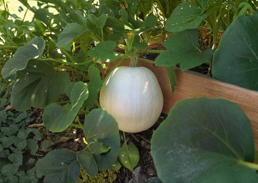 Super Moon Pumpkin Seeds, White Ornamental Edible Heirloom, AAS Regional Winner, Garden Planting, 10 Seeds