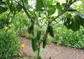 Mammoth Jalapeno Hot Pepper Seeds – Heirloom, Extra Large Green Red Thick-Walled Fruits, High Yield Vegetable Seeds